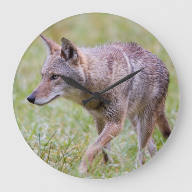 Coyote i fält, Cades Cove Stor Klocka (Framsida)