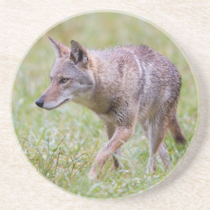 Coyote i fält, Cades Cove Underlägg Sandsten