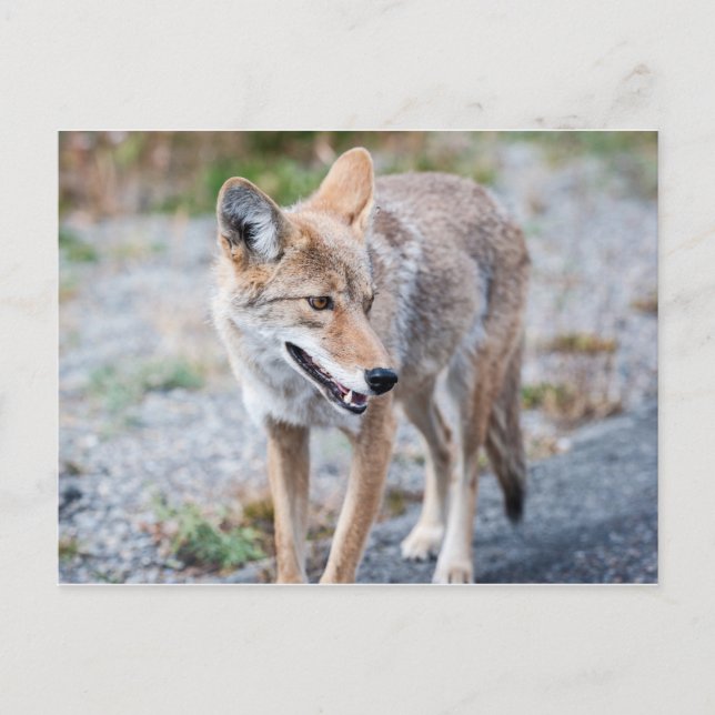 Coyote i nationalparken Yellowstone Vykort (Framsida)