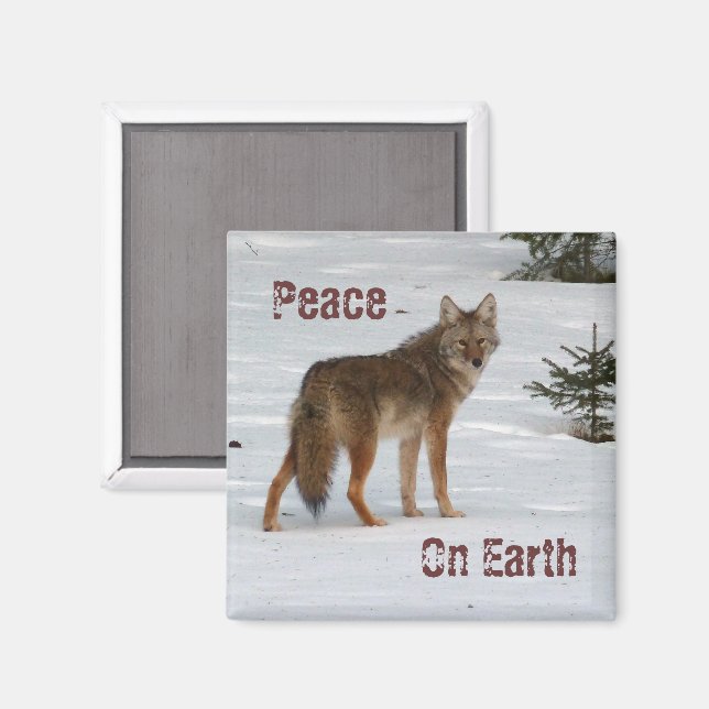 Coyote i Snö Magnet (Front/Back)
