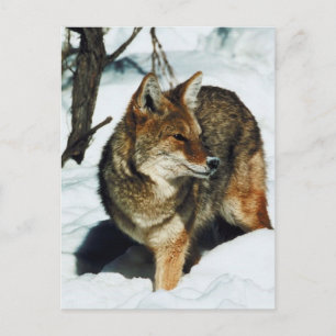 Coyote i Snö Vykort