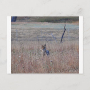 Coyote i Vind Cave National Park, South Dakota Vykort