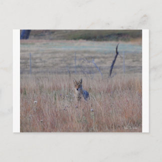 Coyote i Vind Cave National Park, South Dakota Vykort