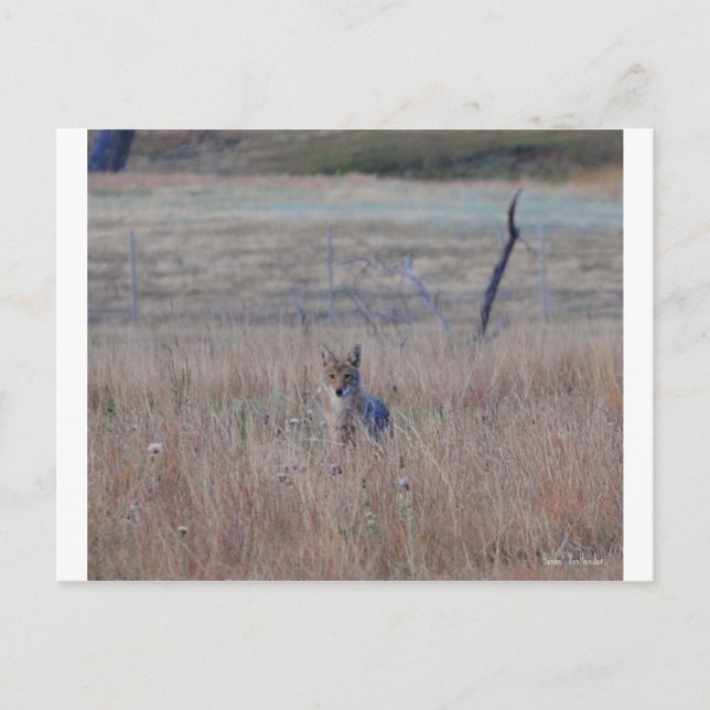 Coyote i Vind Cave National Park, South Dakota Vykort (Framsida)