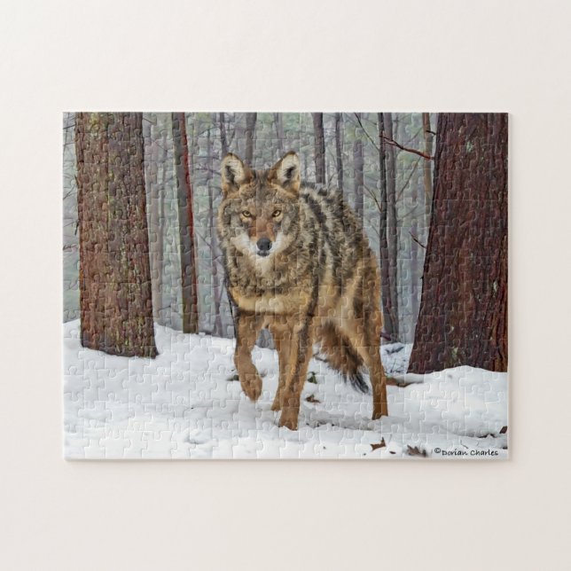 "Coyote in Gräs" Puzzle Pussel (Horisontell)