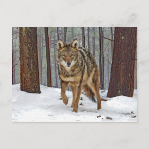 "Coyote in Gräs" vykort