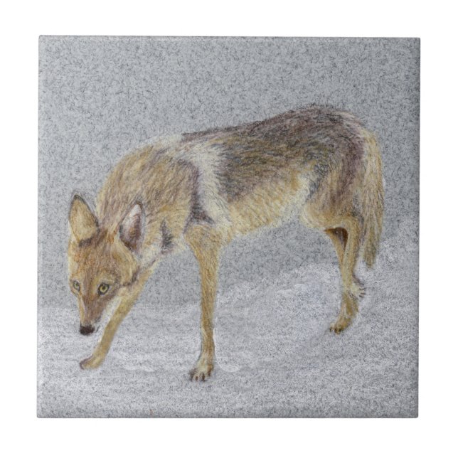 Coyote Kakelplatta (Framsidan)