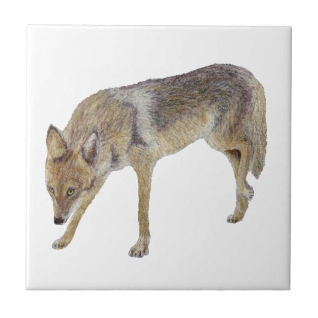 Coyote Kakelplatta (Framsidan)