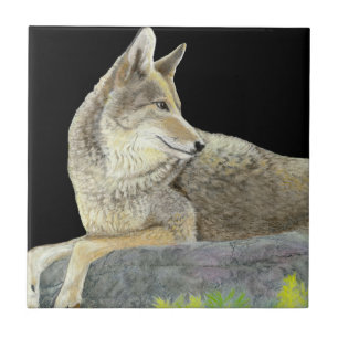 Coyote Kakelplatta