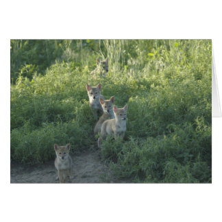 Coyote Klan Hälsningskort