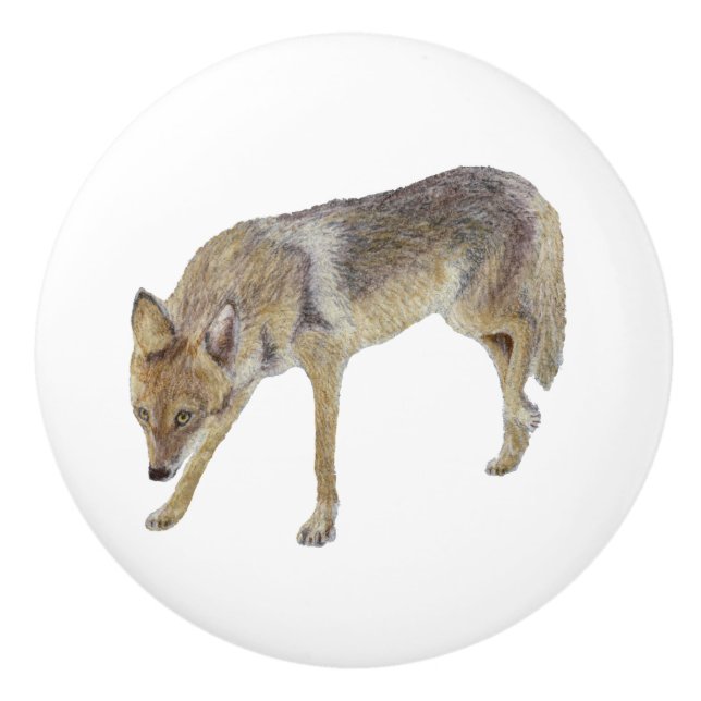 Coyote Knopp (Framsidan)