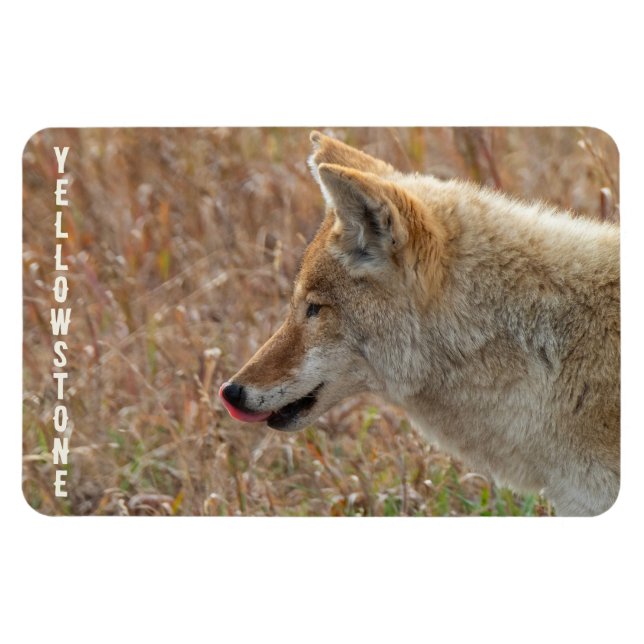 Coyote Lamar Valley Yellowstone nationalpark Magnet (Horisontell)