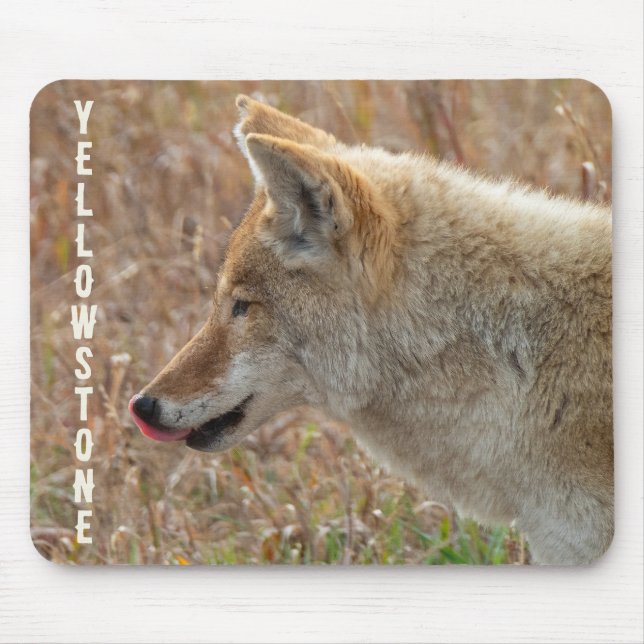 Coyote Lamar Valley Yellowstone nationalpark Musmatta (Framsidan)