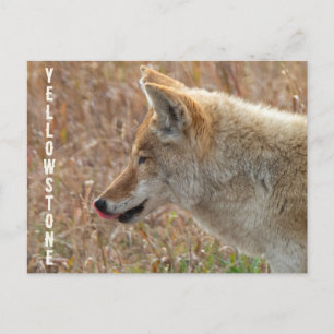 Coyote Lamar Valley Yellowstone nationalpark Vykort