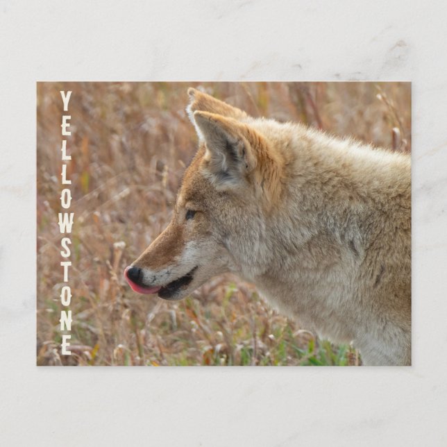Coyote Lamar Valley Yellowstone nationalpark Vykort (Framsida)