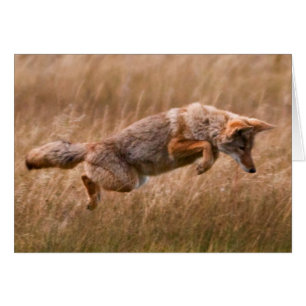 Coyote Leaping - Gibbon Meadows Hälsningskort