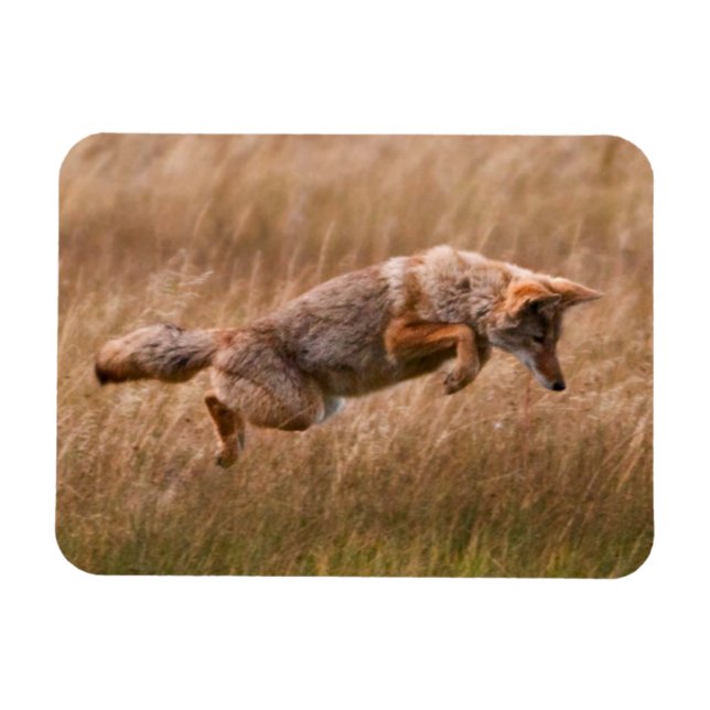 Coyote Leaping - Gibbon Meadows Magnet (Horisontell)