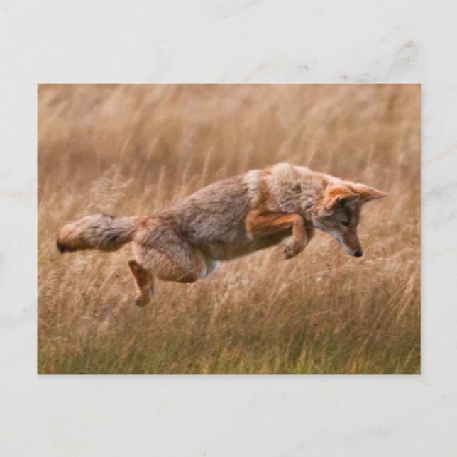 Coyote Leaping - Gibbon Meadows Vykort (Framsida)
