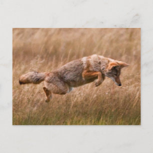 Coyote Leaping - Gibbon Meadows Vykort