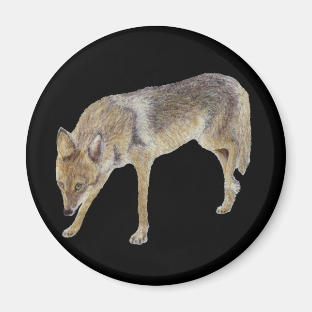 Coyote Magnet (Framsidan)