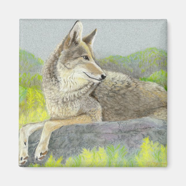 Coyote Magnet (Framsidan)