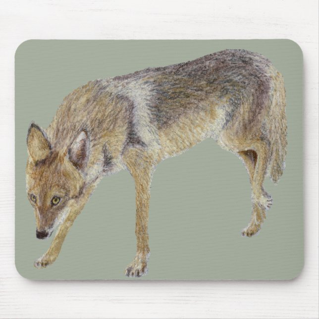 Coyote Musmatta (Framsidan)