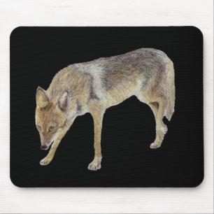 Coyote Musmatta