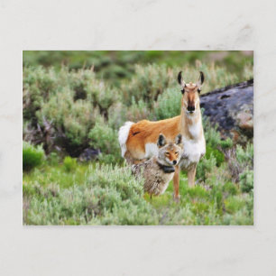 Coyote och antilop i Yellowstone Park Vykort