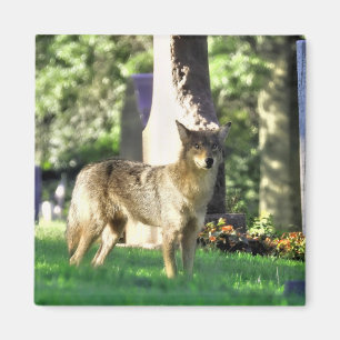 Coyote på kyrkogården magnet