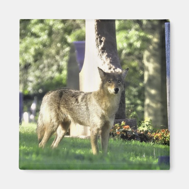 Coyote på kyrkogården magnet (Framsidan)