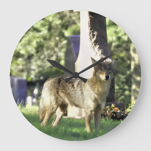 Coyote på kyrkogården stor klocka (Framsida)