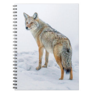 Coyote på vakt i snö anteckningsbok med spiral