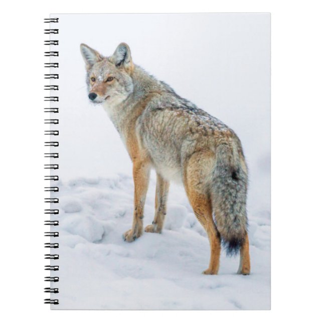 Coyote på vakt i snö anteckningsbok med spiral (Framsidan)