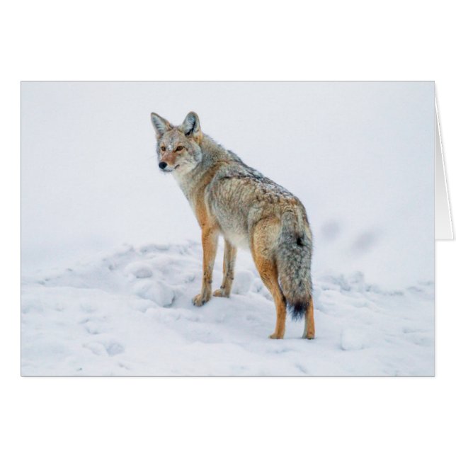 Coyote på vakt i snö hälsningskort (Framsidan Horizontal)