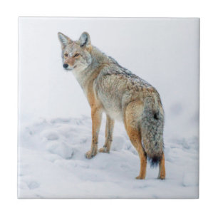 Coyote på vakt i snö kakelplatta