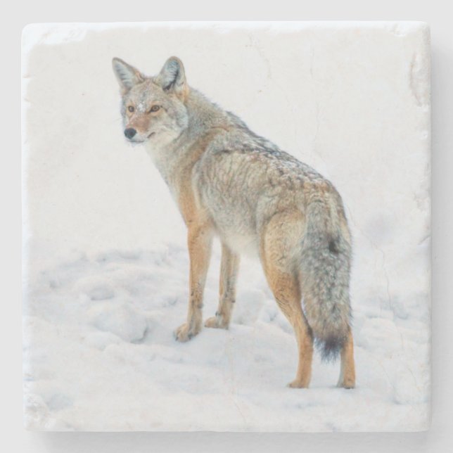 Coyote på vakt i snö underlägg sten (Framsidan)