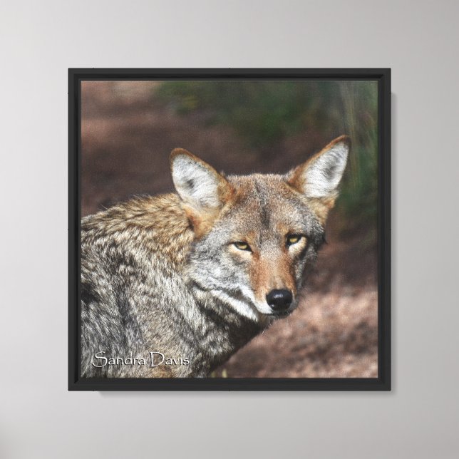 Coyote Porträtt Canvas (Framsida)