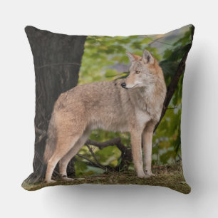 Coyote Pretty Kudde