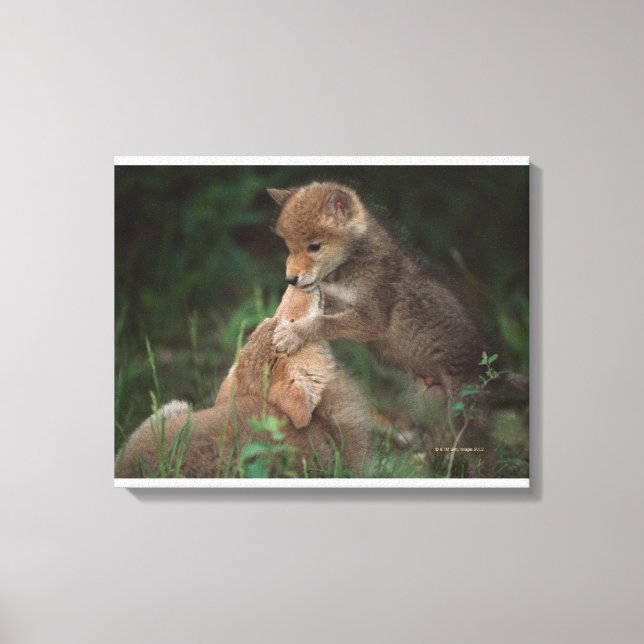 Coyote Puppies Wrestling (Canis Latrans) Canvastryck (Framsida)