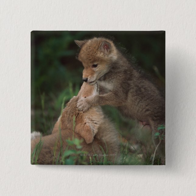 Coyote Puppies Wrestling (Canis Latrans) Knapp (Framsida)