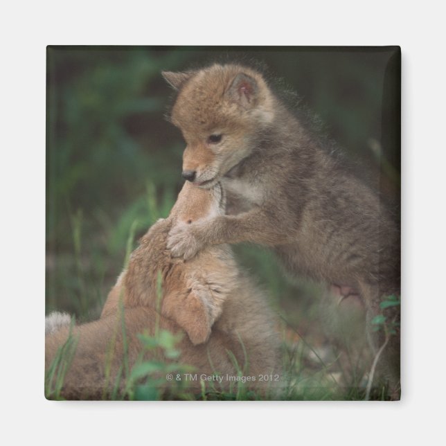 Coyote Puppies Wrestling (Canis Latrans) Magnet (Framsidan)