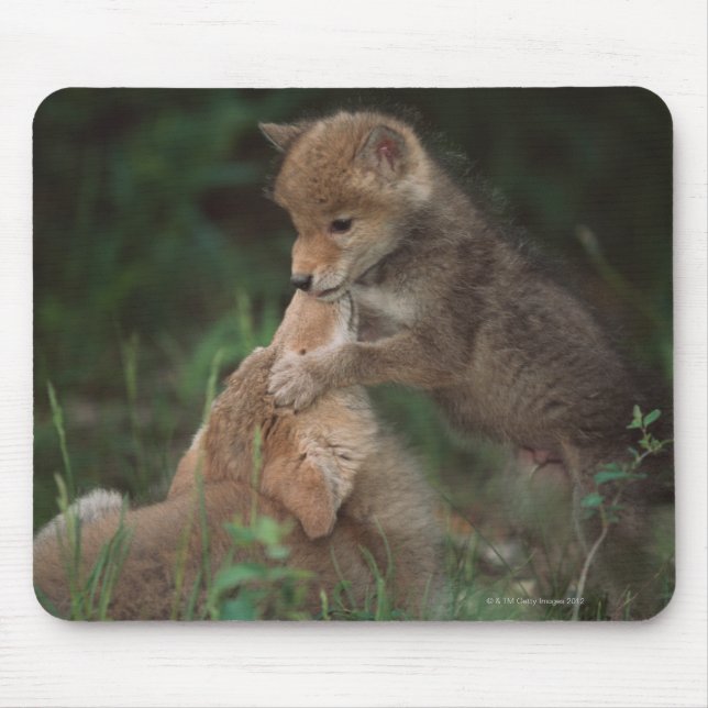 Coyote Puppies Wrestling (Canis Latrans) Musmatta (Framsidan)