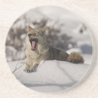 Coyote Snö Yawn Underlägg Sandsten