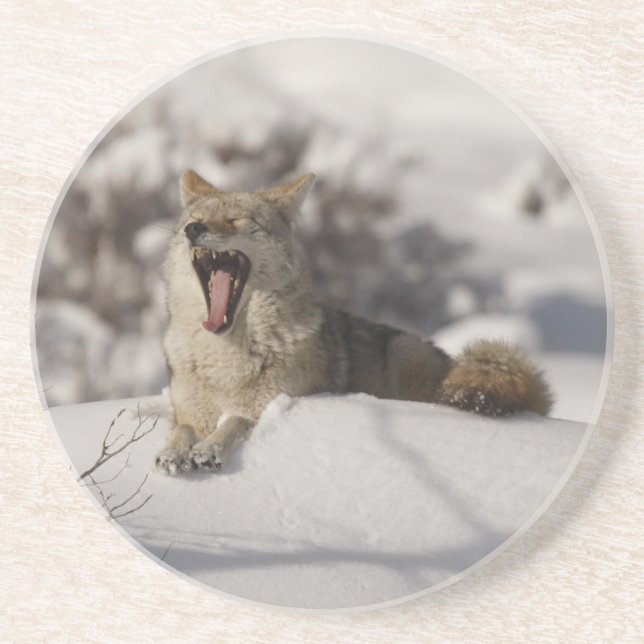 Coyote Snö Yawn Underlägg Sandsten (Framsidan)