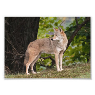 Coyote Söt Photo Print Fototryck