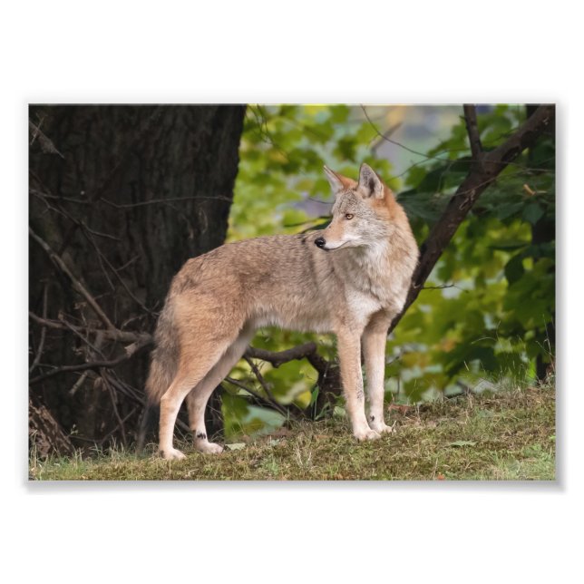 Coyote Söt Photo Print Fototryck (Framsidan)