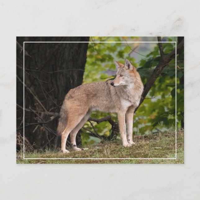 Coyote Söt Postcard Vykort (Framsida)