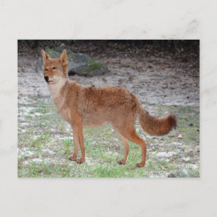 Coyote (South Dakota) Vykort