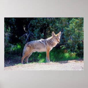 Coyote Stands längs en väg Poster