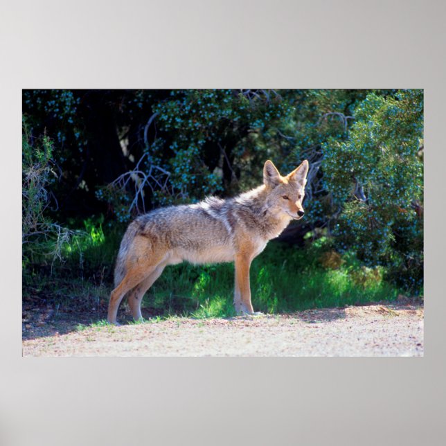 Coyote Stands längs en väg Poster (Framsidan)